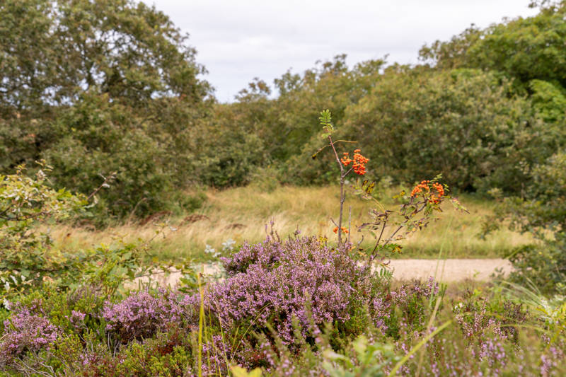 /detour-destination-callantsoog-als-slimme-uitvalsbasis-voor-amsterdam